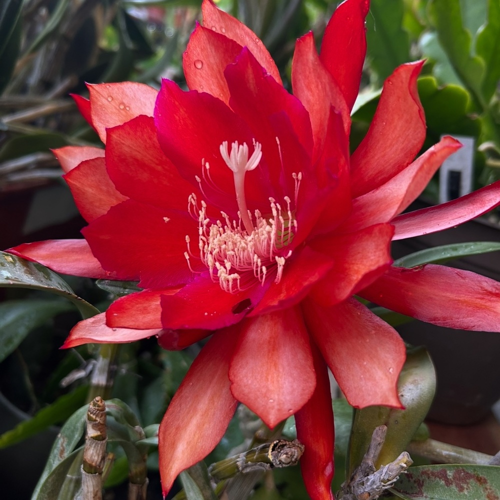 Vibrant Red Epiphyllum Orchid Cactus - 2 Cuttings